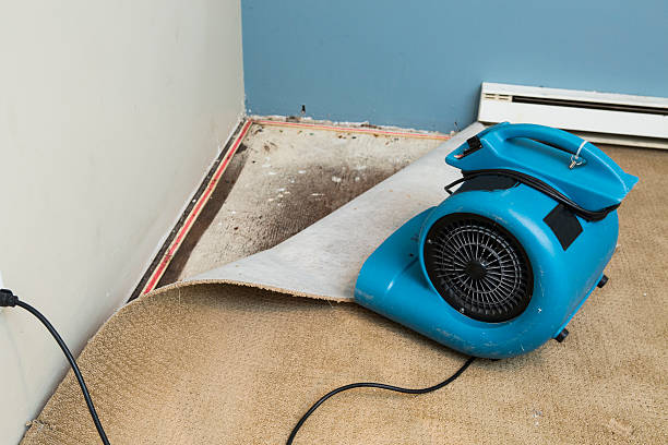 Best Water damage contractors near me  in Sturgeon, PA